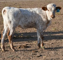  Cut'N Dried X Contested heifer