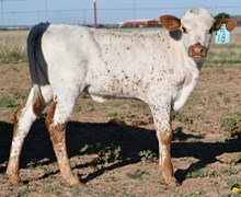  Cut'N Dried X Contested heifer